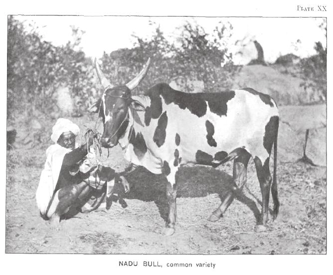 Nadu common bull 1895